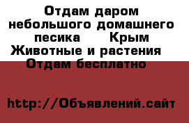 Отдам даром небольшого домашнего песика. 7 - Крым Животные и растения » Отдам бесплатно   